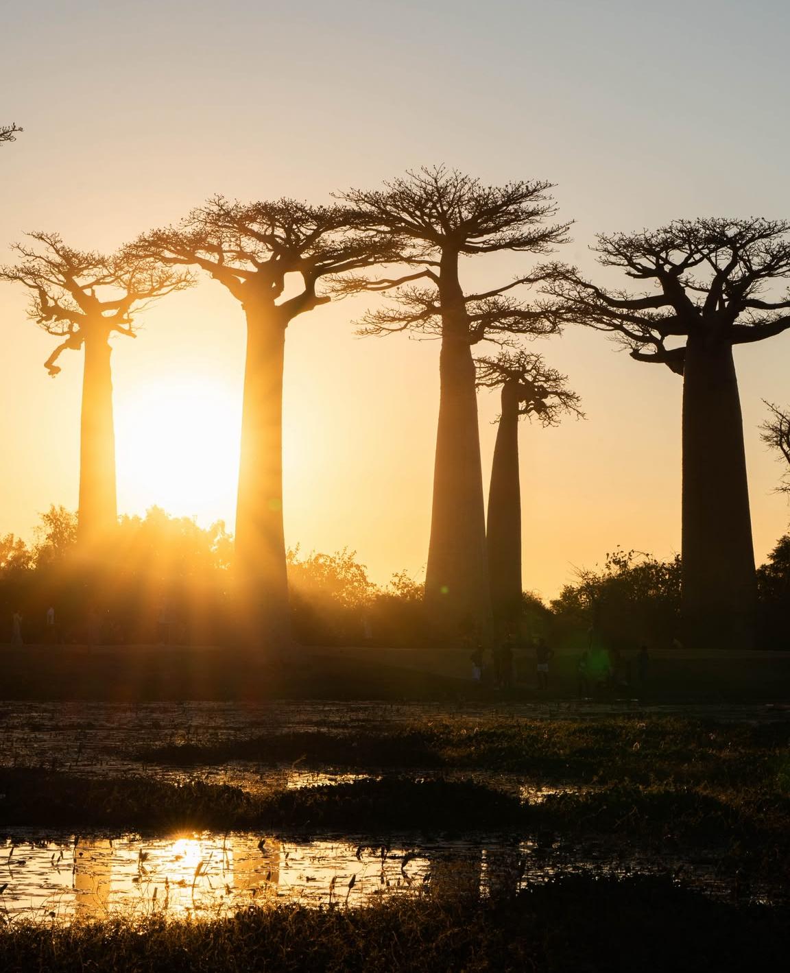 Allée des Baobabs